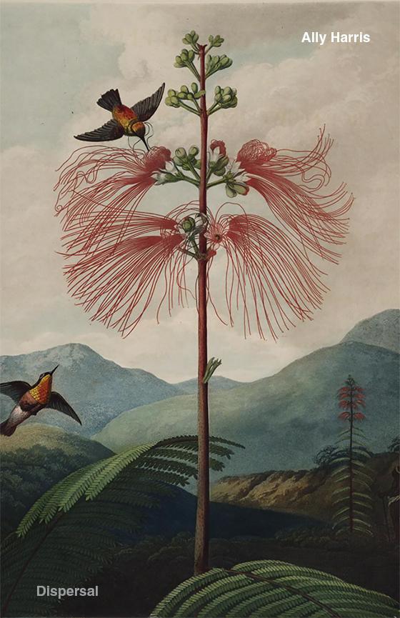 Ally_cover_1024x1024